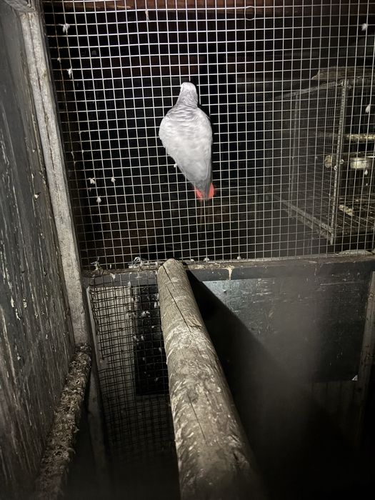 Vendo papagaio cinzento femea 8 anos