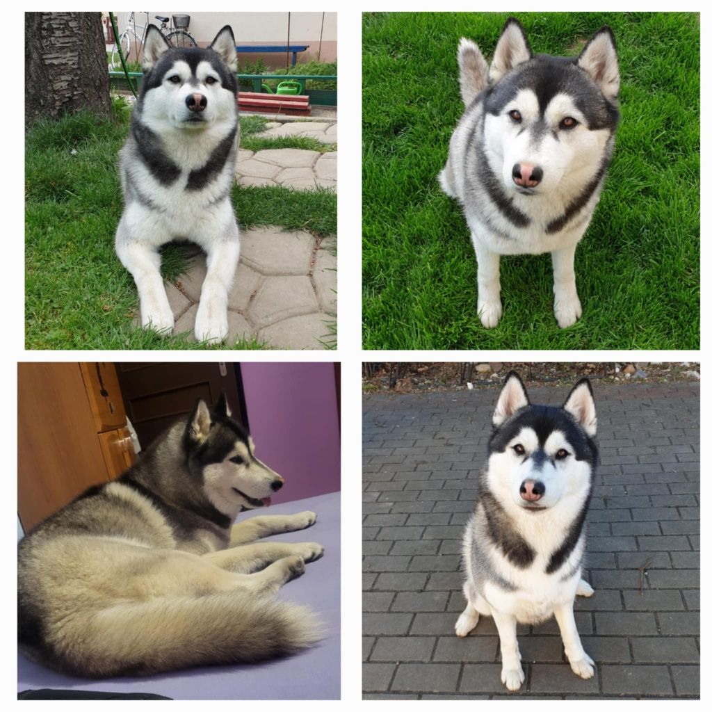 Śliczna sunia Hati Siberian Husky zkwp fci