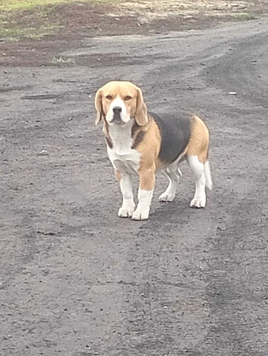 Małe pieski 2 suczki