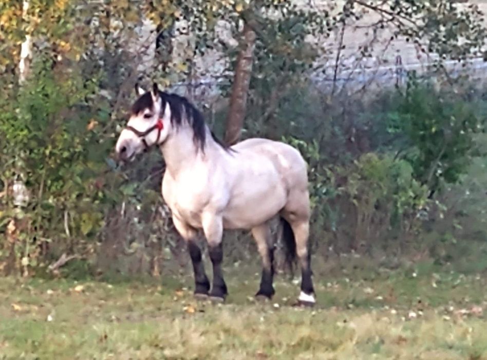 Sprzedam Klacz zimnokrwistą