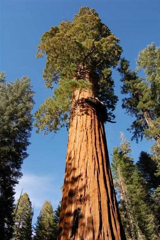 Mamutowiec olbrzymi (Sequoiadendron giganteum)
