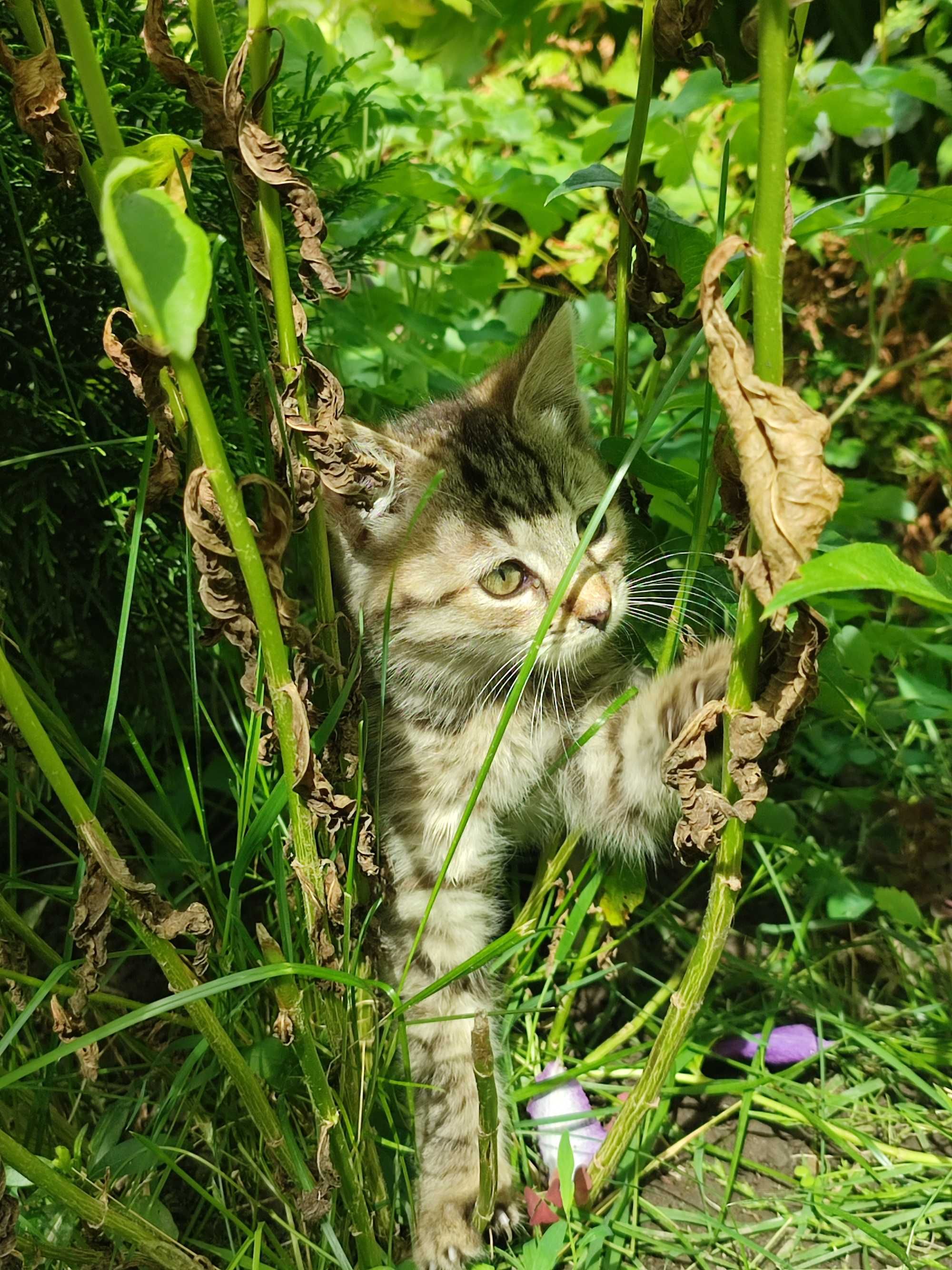 Кошенята, активні та грайливі котики