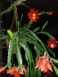 Epfilium, Epiphyllum z czerwonym kwiatkiem.