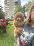 Дівчинка той пудель у Львові