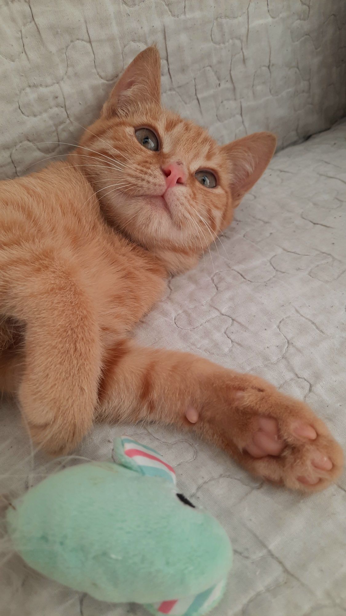 Кошеня хлопчик 3,5 місяці рудий