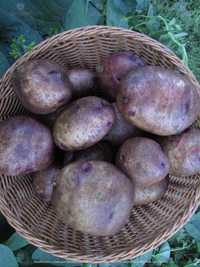 Картопля Фіолетік