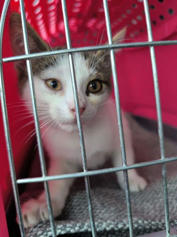Śliczna kotka do adopcji