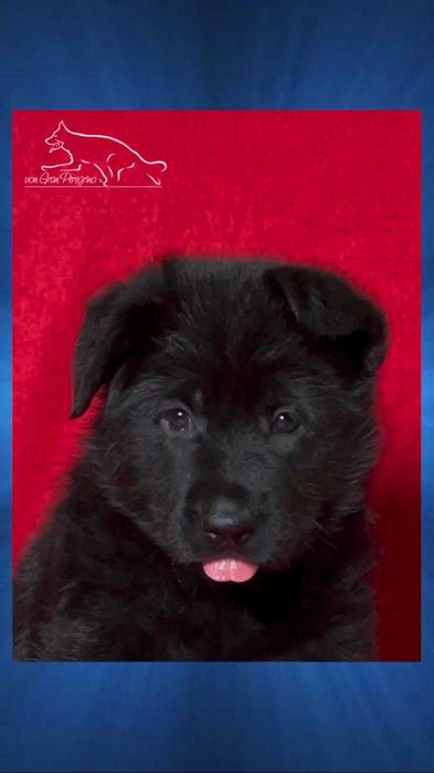 Owczarek niemiecki czarny