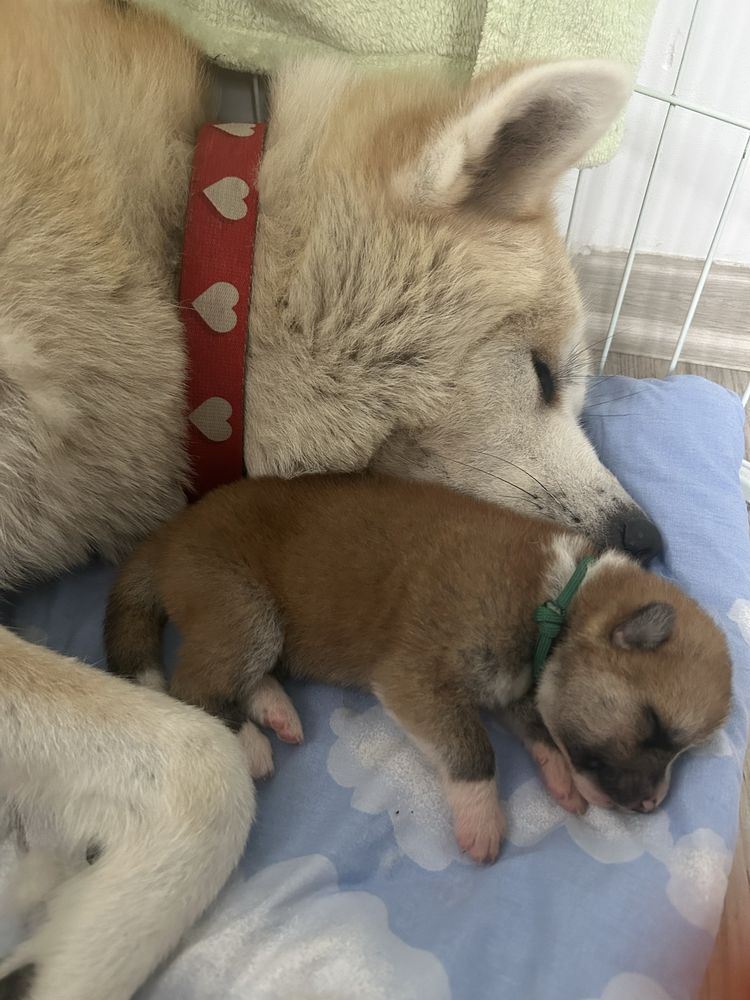Akita Inu Japońska szczeniak ZKwP/FCI rodowód