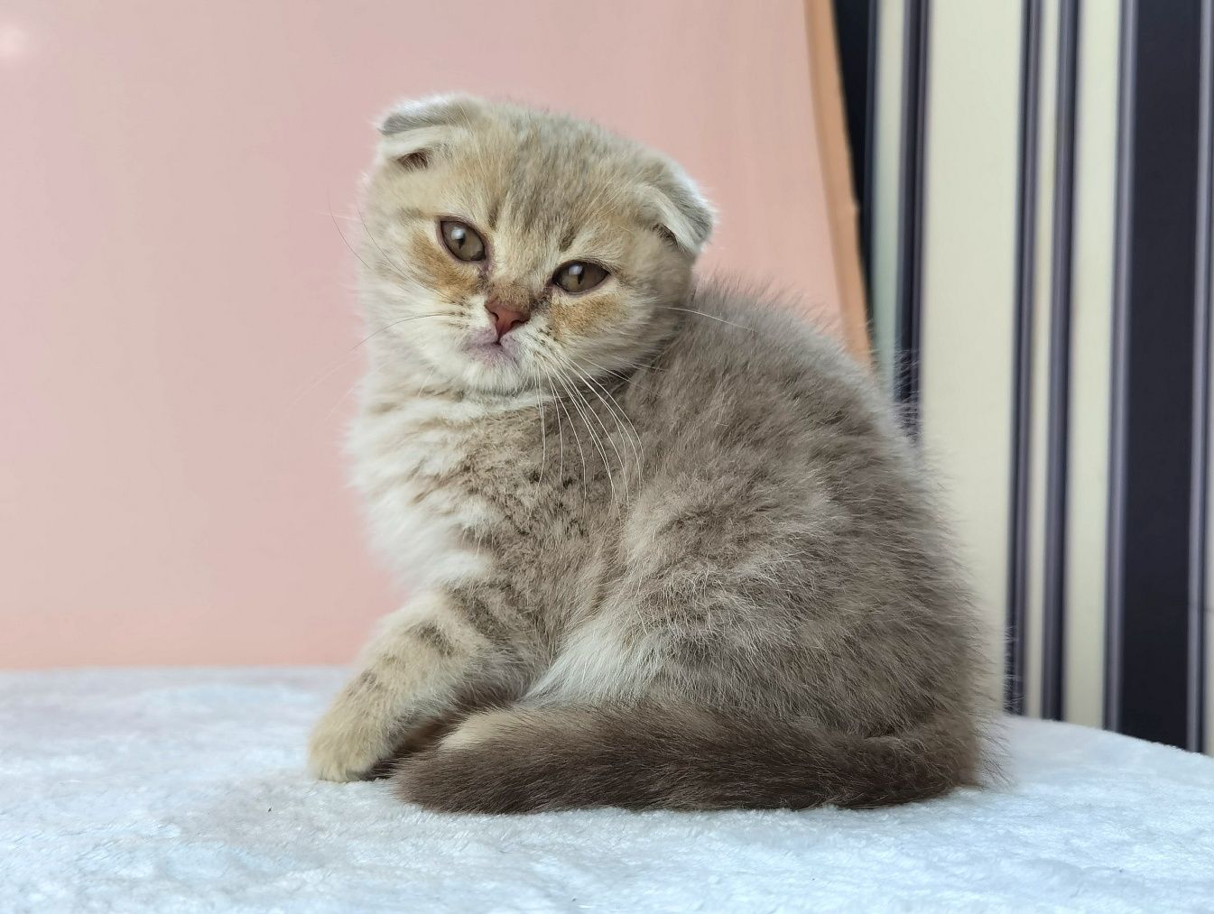 Вислоухий серый котенок с документами