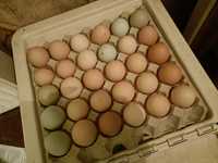 Świeże jaja wiejskie kurze