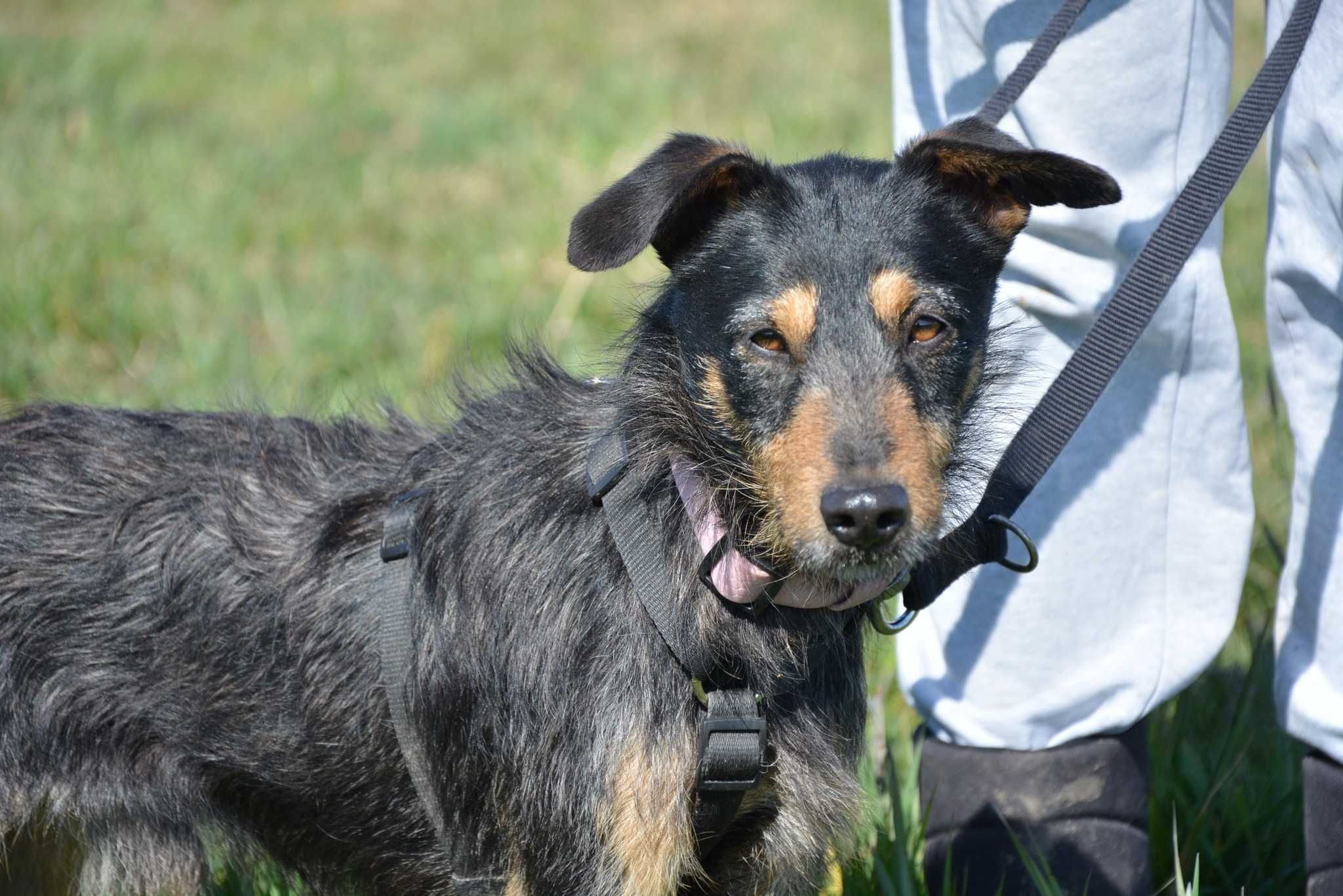 Flip - spokojny i łagodny młody psiak do adopcji.