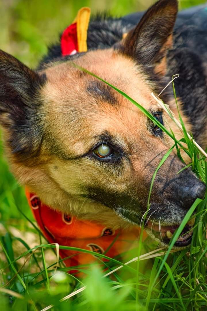 Czy niewidomy znaczy gorszy? Adoptuj!