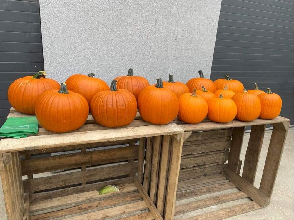 DOSTAWA expresowa Dynia Halloween Łódz dekoracje ceny hurtowe
