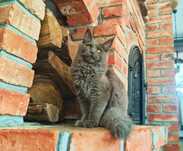 Majestatyczny Maine Coon do pokochania! MUFIN gotowy na nową rodzinę