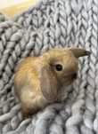 Kroliczki mini lop