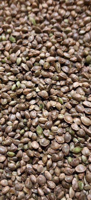 zanęta 10kg za 100 zł ,konopia na ryby