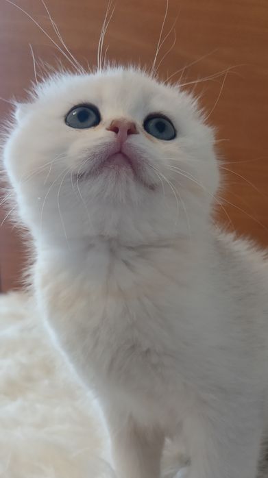 Потішні котусики вільні