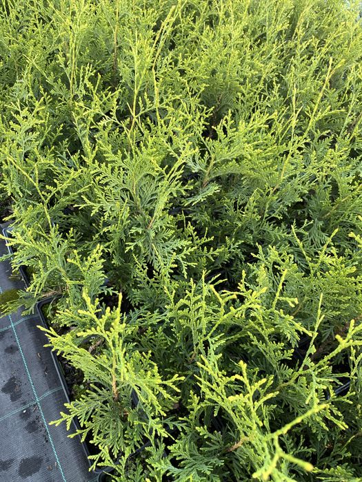 Туя брабант 30-40см