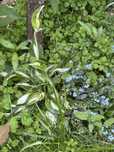 Hosta funkia sadzonki