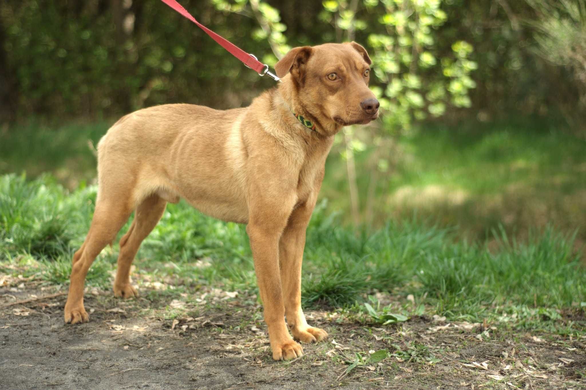 SZAMOS - bardzo wyjątkowy i łagodny, wrażliwy psiak do pilnej adopcji