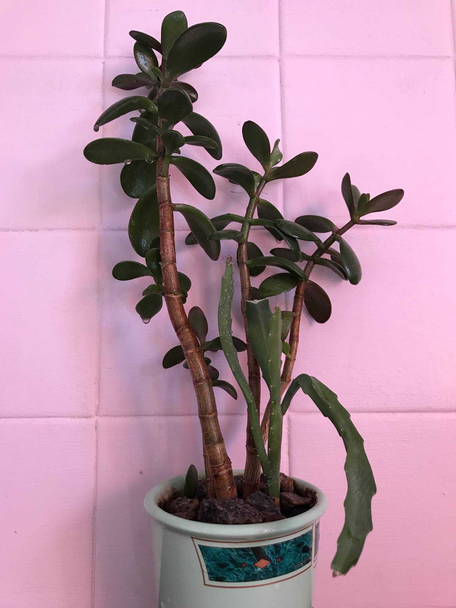 Толстянка денежное дерево (Crassula ovata)  3шт. растение вазон