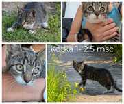 Oddam za darmo  małe kotki 2.5 msc kocice kot kociaki