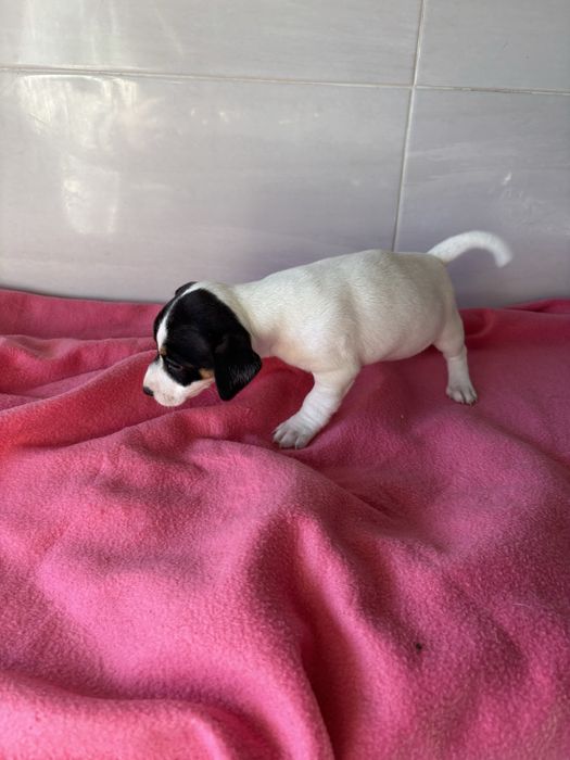 Jack rusell terrier femea