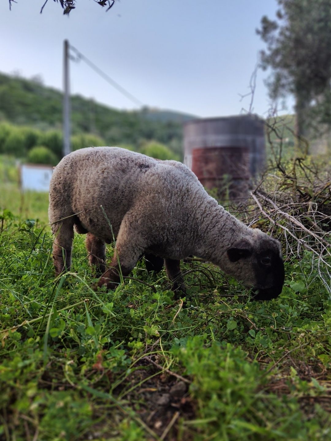 Borrego Suffolk x Border Leicester