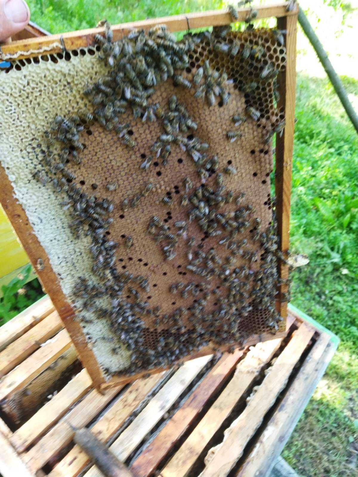 Бджолосім'ї , бджолопакети