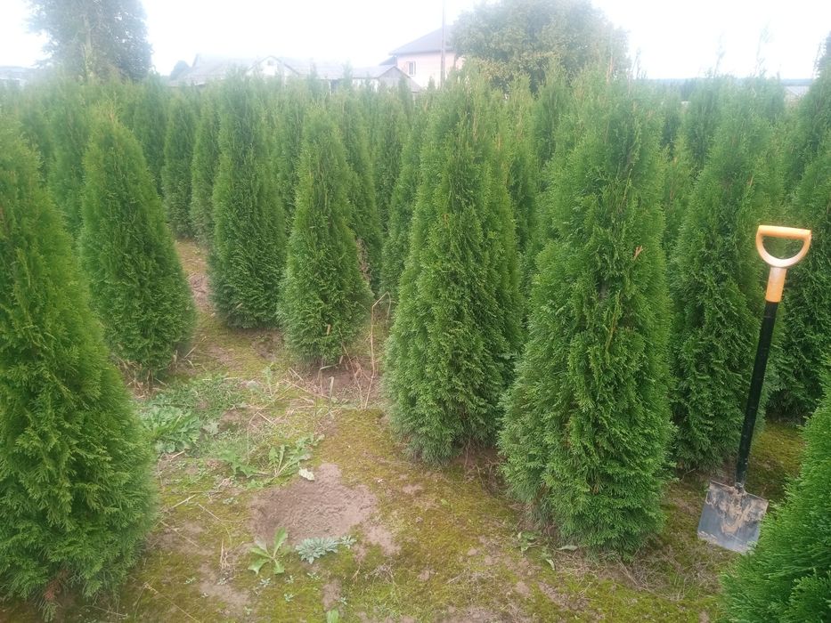 Tuje szmaragd i brabant  140-200cm oraz 70-100cm_szmarag żółty gold