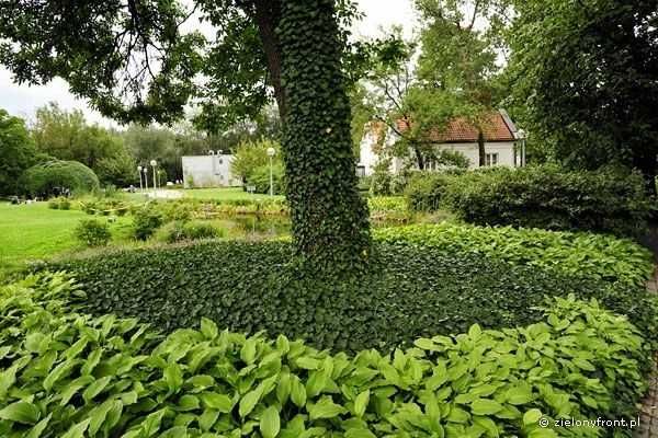 BLUSZCZ POSPOLITY SADZONKI 50 cm 2 sztuki za 1 zł na ŻYWOPŁOT ściany