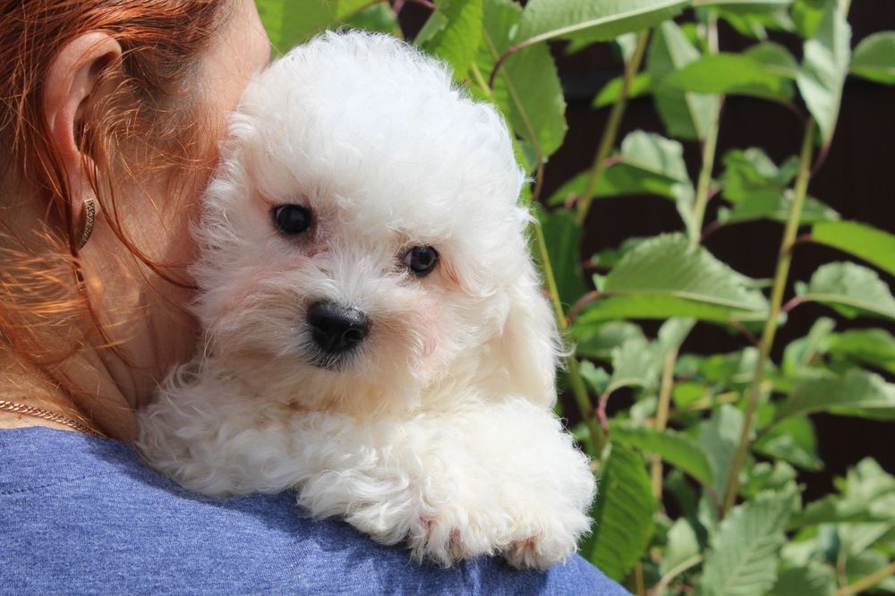 Хлопчики Бішон Фрізе