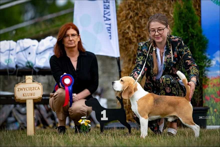BEAGLE-mniejszy w typie, ZKwP,doskonały rodowód, mniejsza