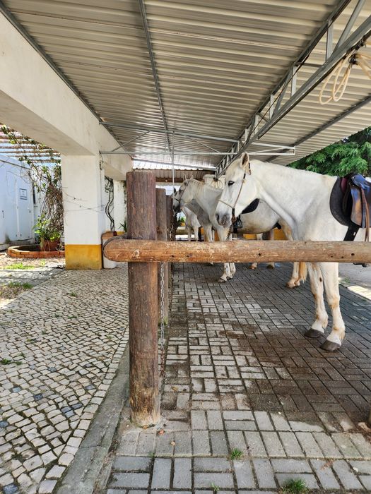Escola de equitação