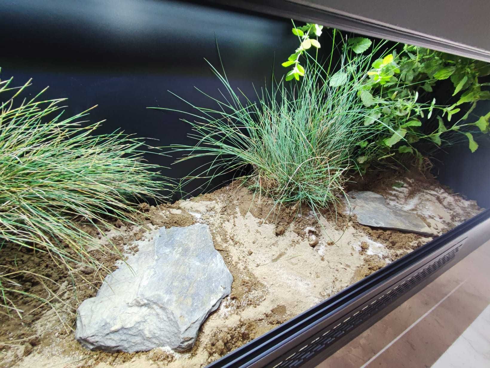 Terrarium pustynne nr650 120/40/50 dla żółwia lądowego NA ZAMÓWIENIE