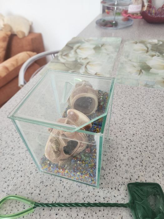 Акваріум міні з декором