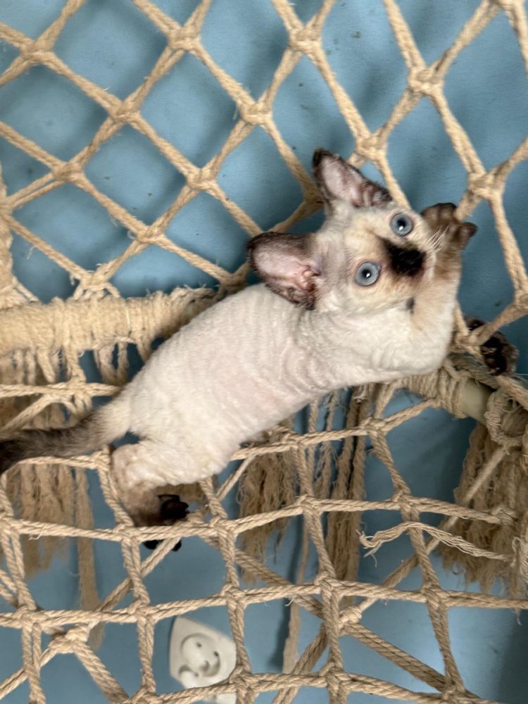 Kotka Devon Rex FPL
