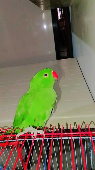 Ring neck bebê,domésticaddo, selvagem