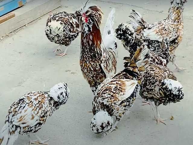 Інкубаційне яйце.(Курчата) Падуан фарфоровий, біле золото. Птиця.