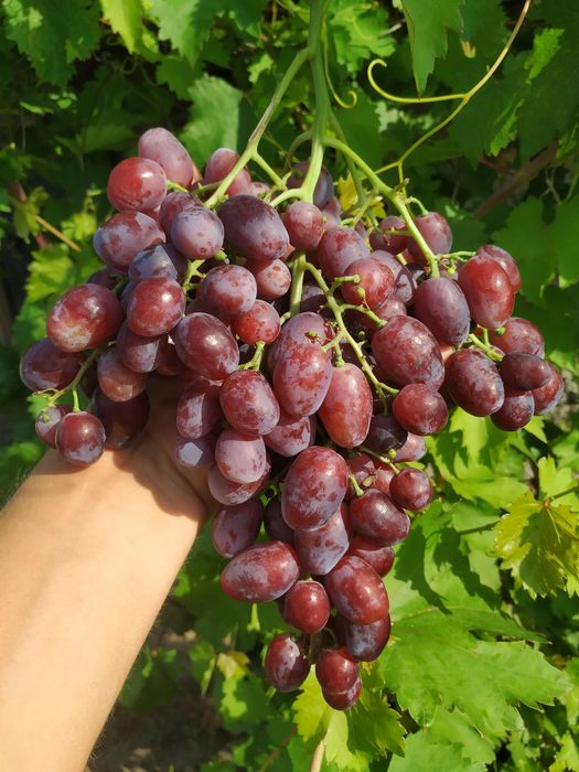 Столовий виноград
