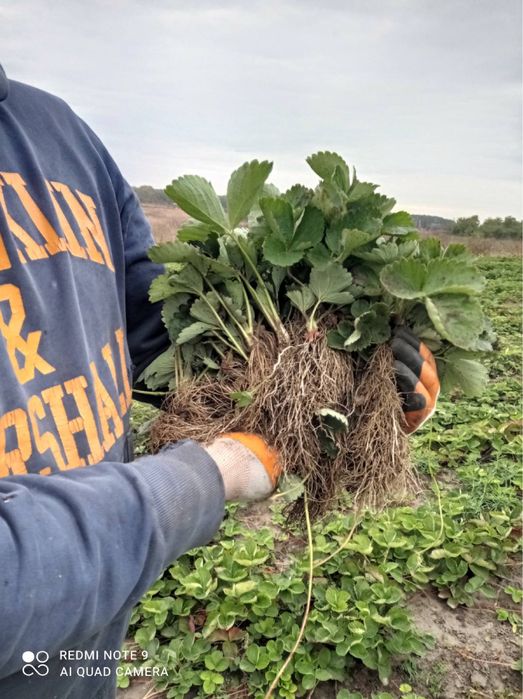 Саженцы клубники