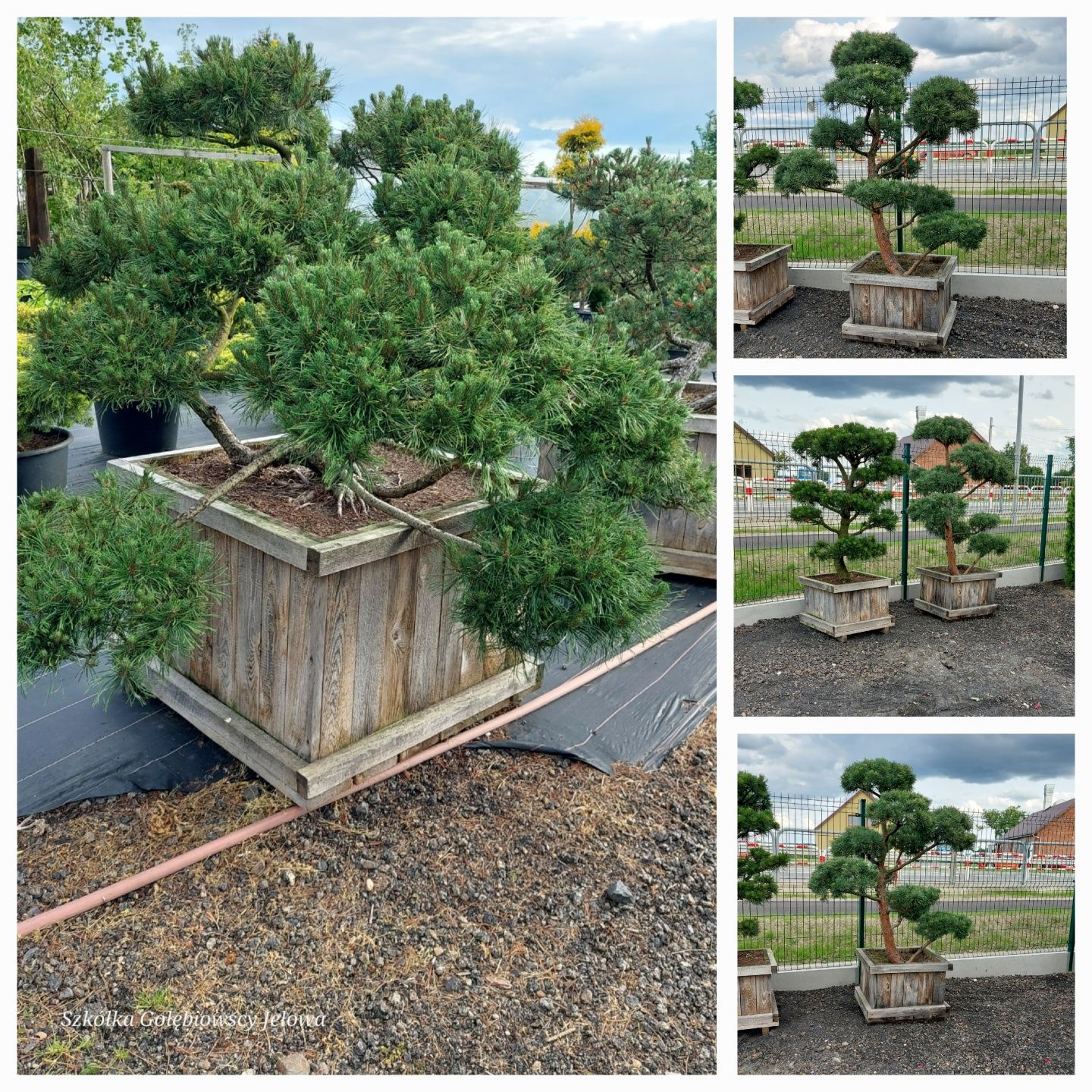Rośliny formowane, Niwaki,Bonsai JEŁOWA GOŁĘBIOWSCY
