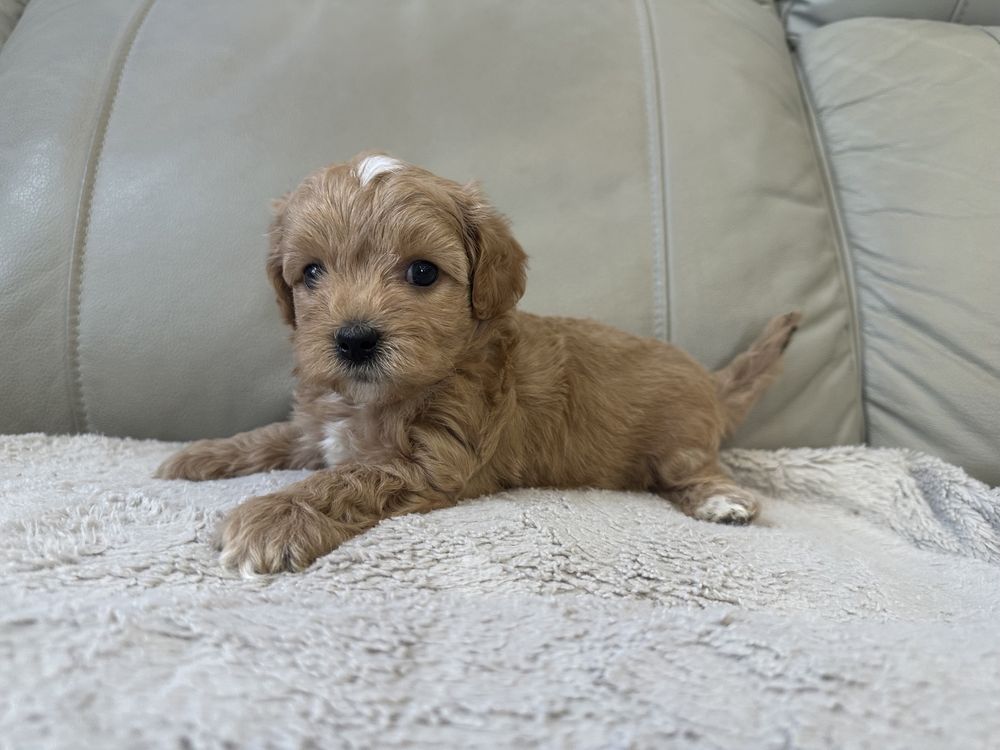 Maltipoo F1- przepiękny piesek (chłopczyk)