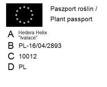 Bluszcz pospolity 'Ivalace' - Hedera Helix 12
