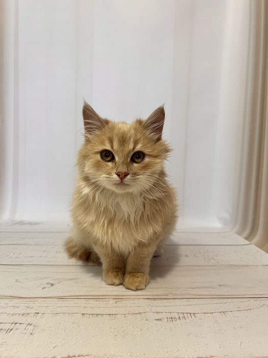 Кошеня 3,5 місяці