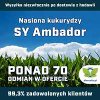 Kukurydza SY Ambador F1, C1, opak. 50 tys.n. | dlaroslin.pl