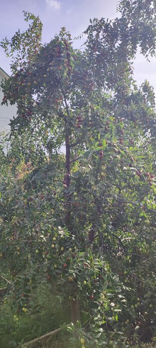 Продам китайский финик.