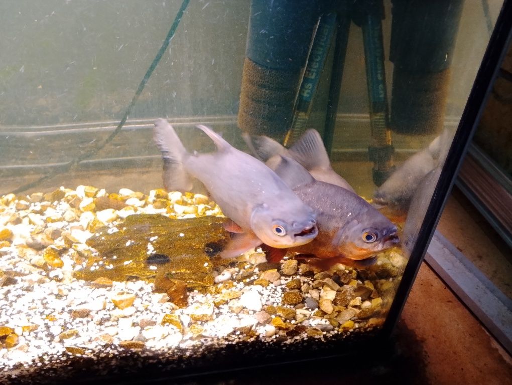 Piranie Red pacu