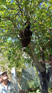 Recolha de enxames de abelhas